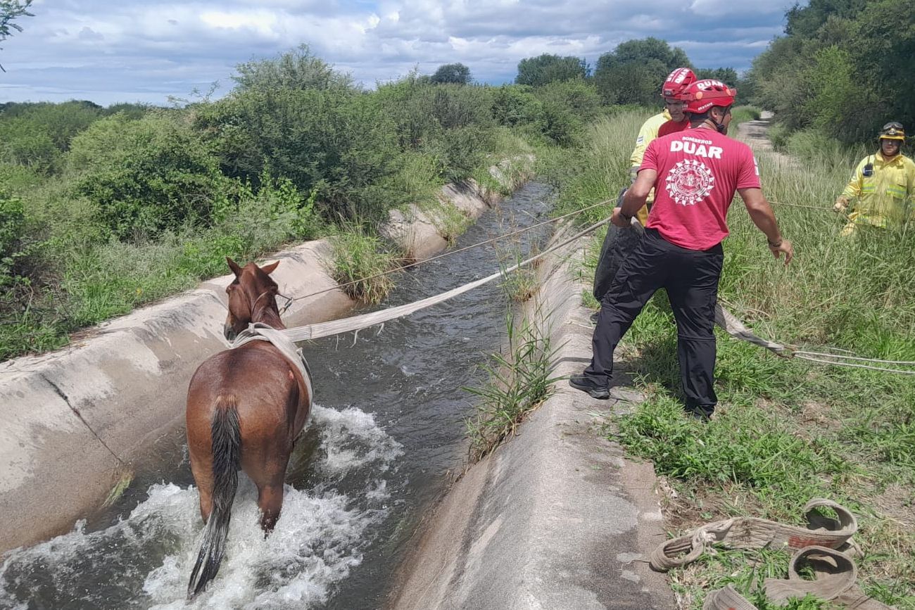 Rescataron a un caballo que cayó en el Canal Maestro.