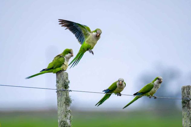 La cotorra argentina, con nombre científico Myiopsitta monachus, es originaria de Argentina, Bolivia, Brasil, Paraguay y Uruguay.