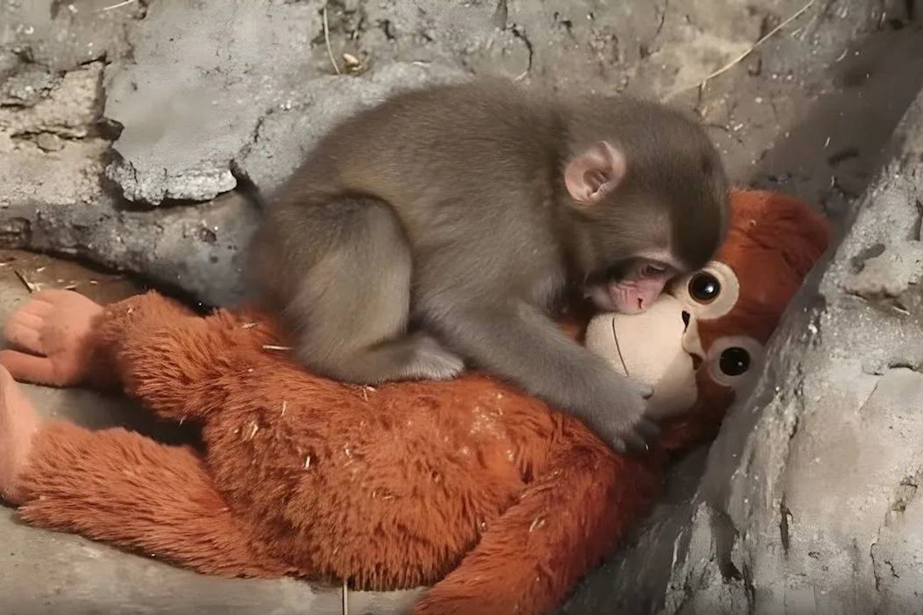 Punch, el monito que enternece a las redes.
