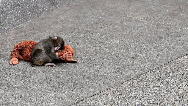 Punch, el monito que enternece a las redes.