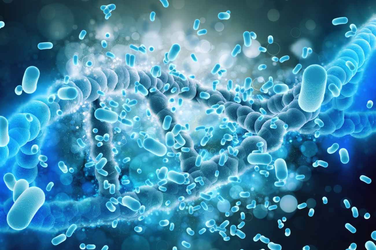 Descubren cuatro bacterias intestinales que transforman la grasa que engorda en grasa que quema calorías. 