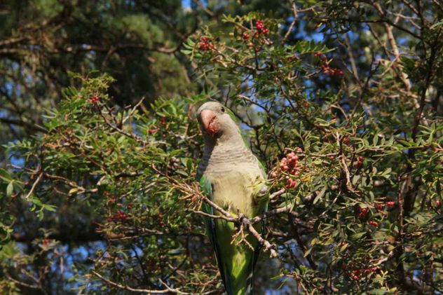 La cotorra argentina, con nombre científico Myiopsitta monachus, es originaria de Argentina, Bolivia, Brasil, Paraguay y Uruguay.