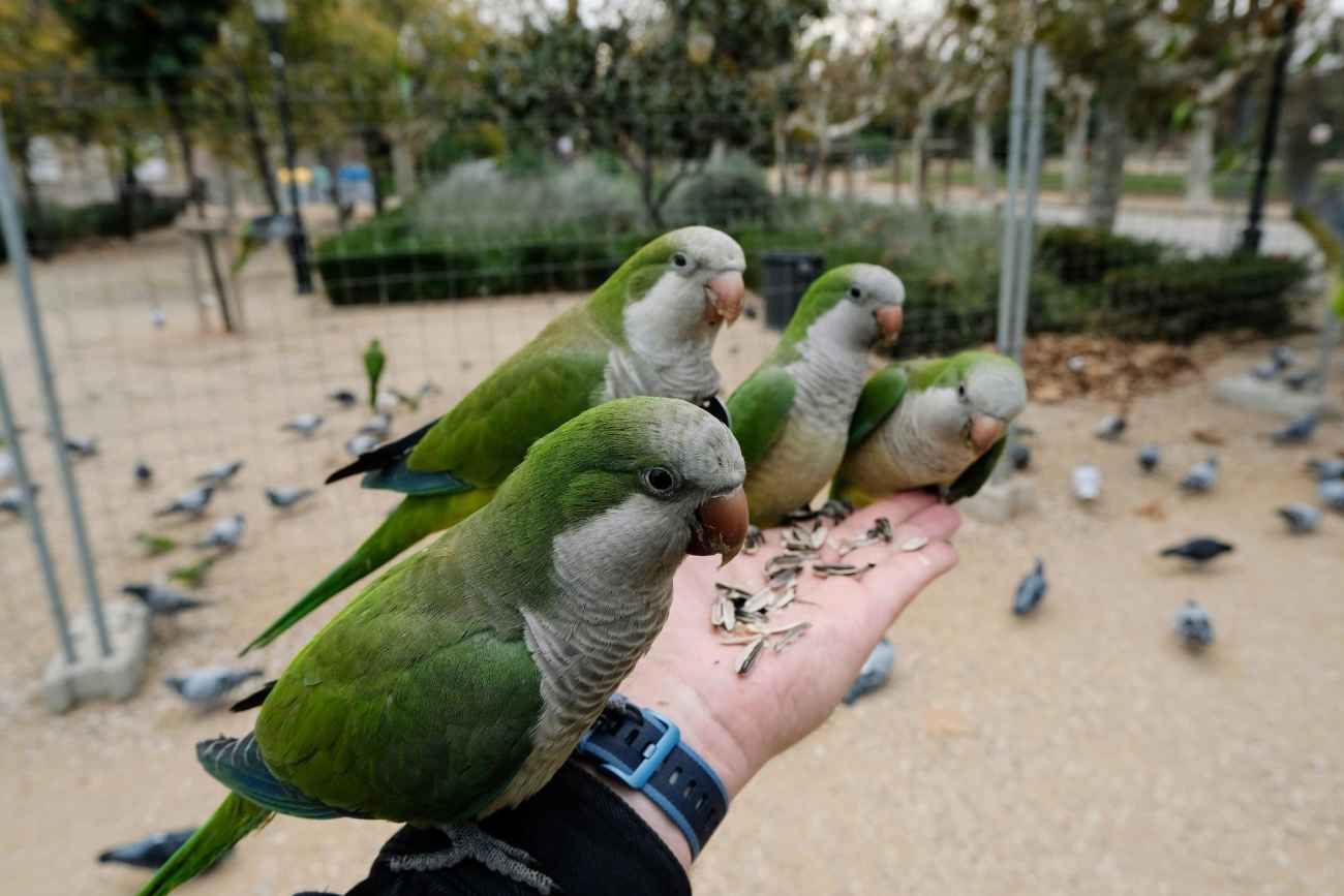 La cotorra argentina, con nombre científico Myiopsitta monachus, es originaria de Argentina, Bolivia, Brasil, Paraguay y Uruguay. 
