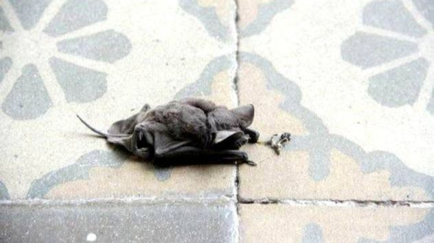 Salta: una directora de escuela rural fue mordida por un murciélago y la evacuaron en helicóptero.