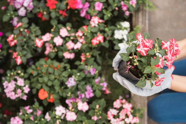 Los mejores días para cultivar plantas en tu jardín en marzo, según la astrología.