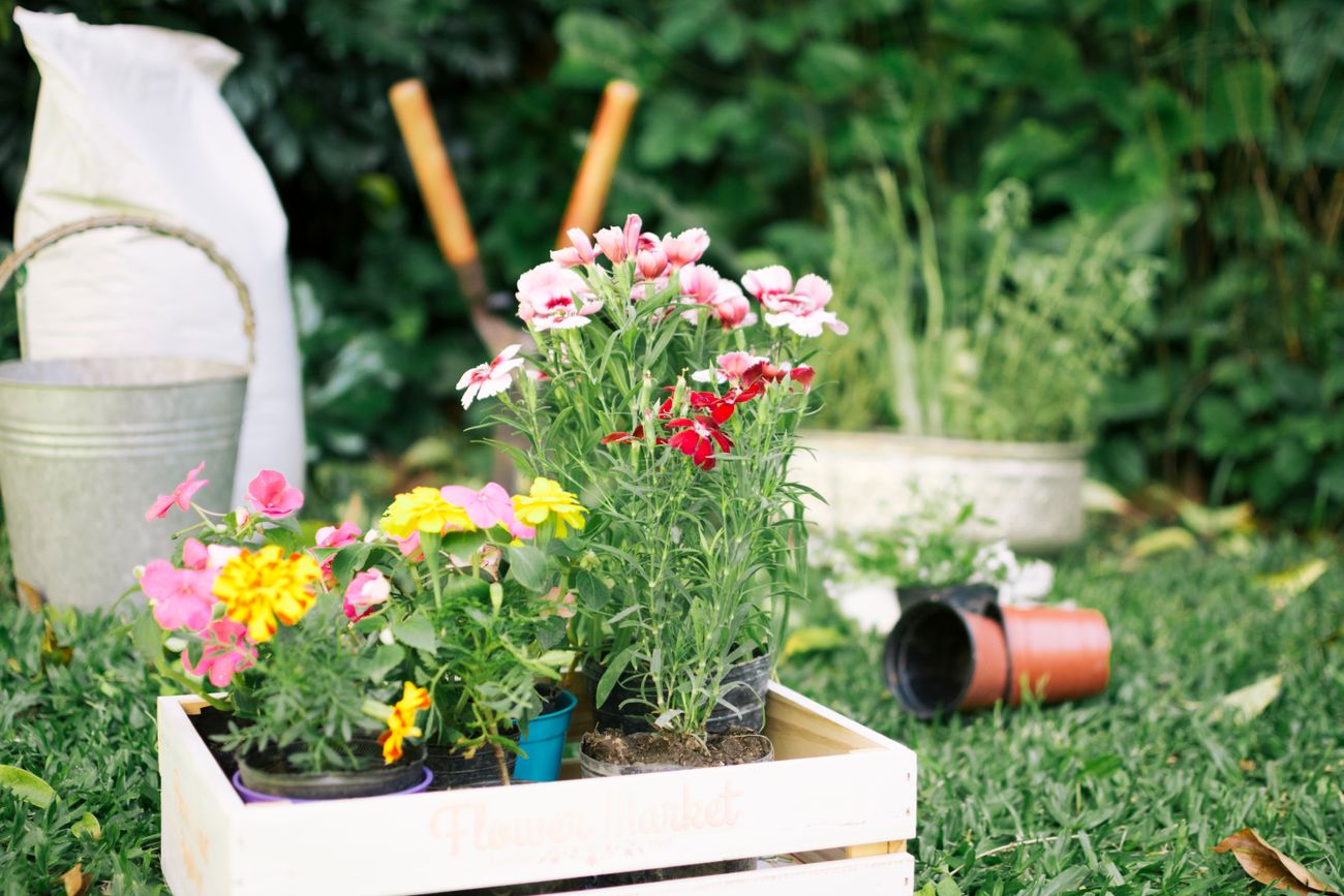 Los mejores días para cultivar plantas en tu jardín en marzo, según la astrología