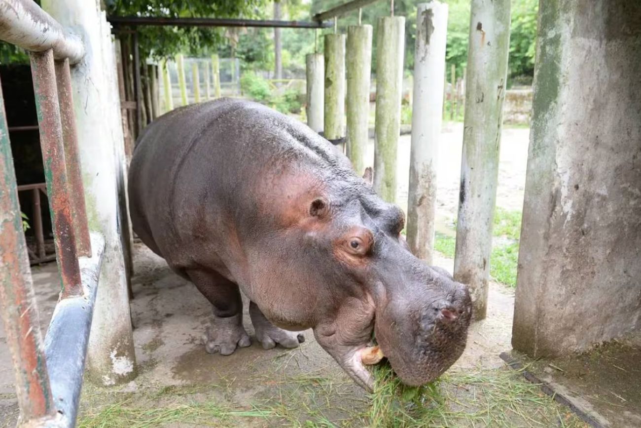Piden investigar la muerte de Hipólito, el histórico hipopótamo del Bioparque de La Plata