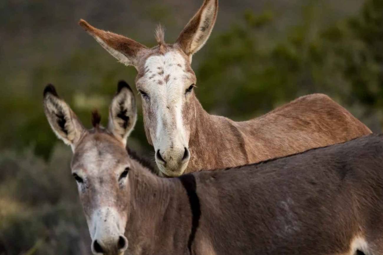 Los burros salvajes de Australia.