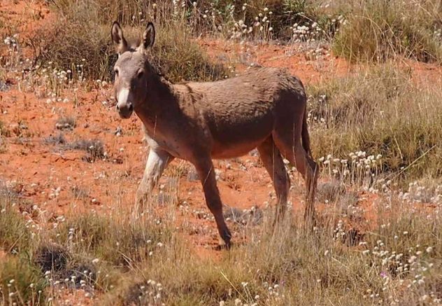 Los burros salvajes de Australia.