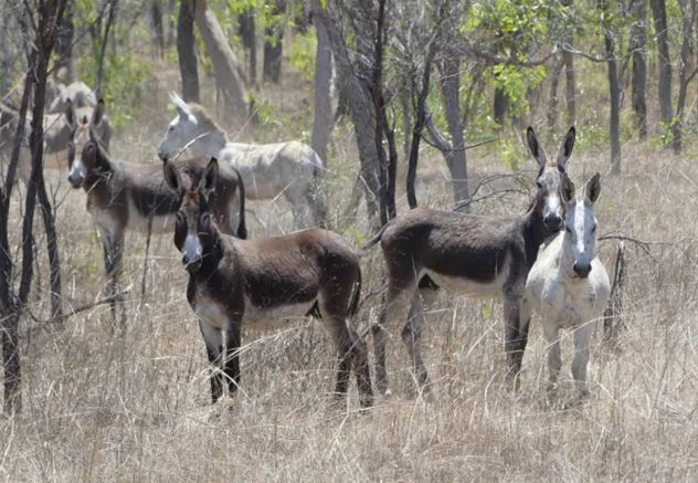 Los burros salvajes de Australia.