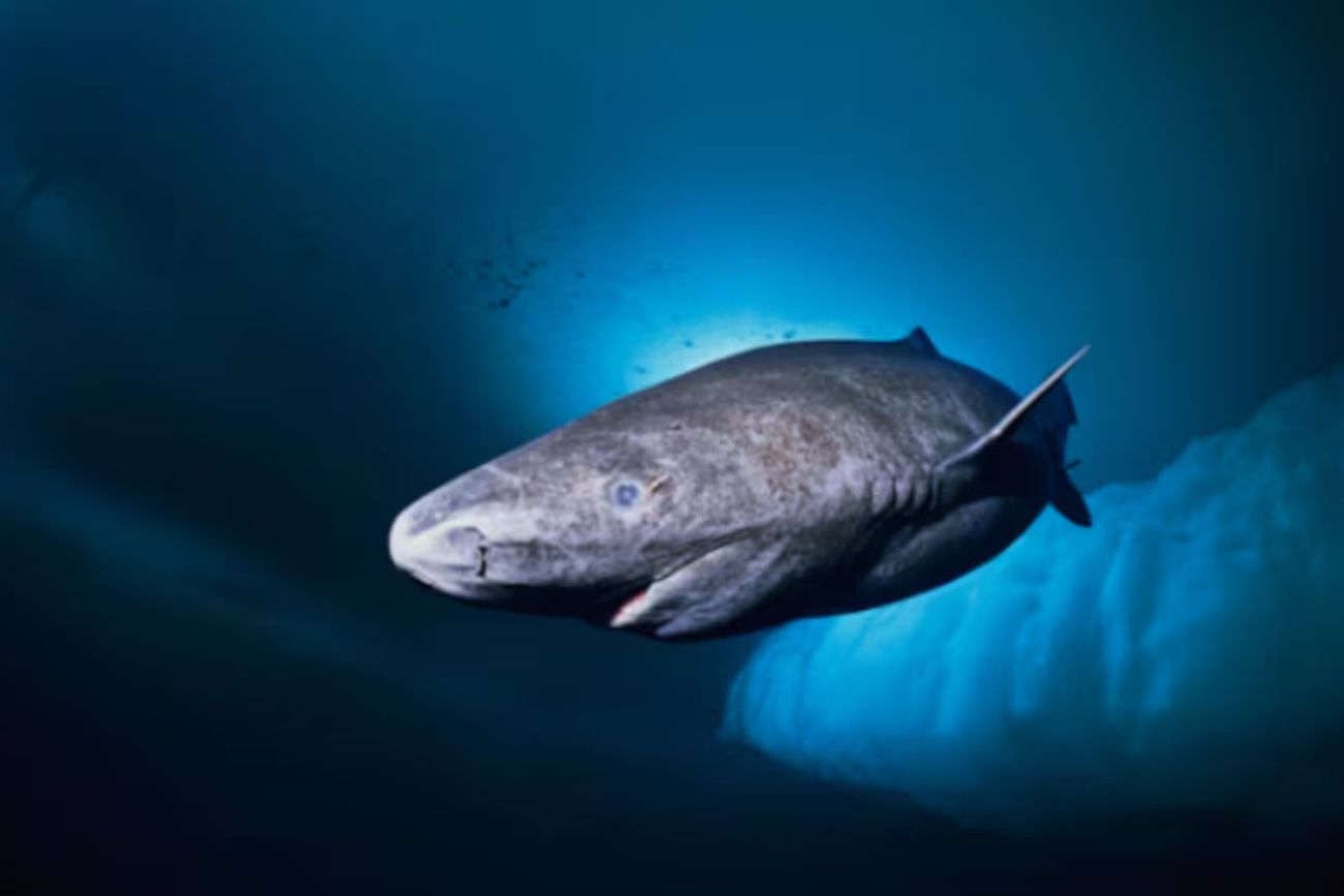 El tiburón de Groenlandia vive hasta 400 años según científicos. (WaterFrame/Alamy)
