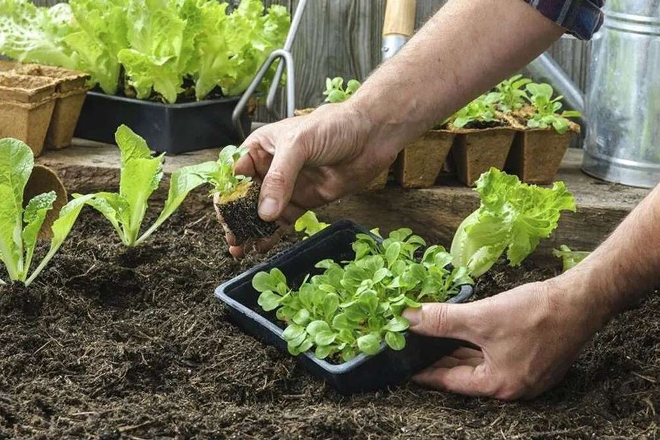 Entrega gratis de semillas para huerta en Córdoba para este otoño. 