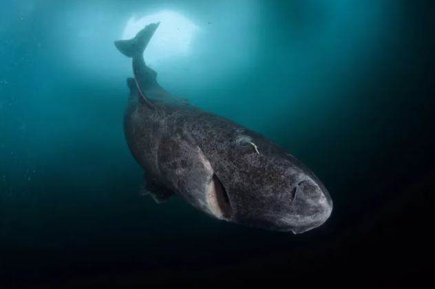 El tiburón de Groenlandia vive hasta 400 años según científicos. (WaterFrame/Alamy)

