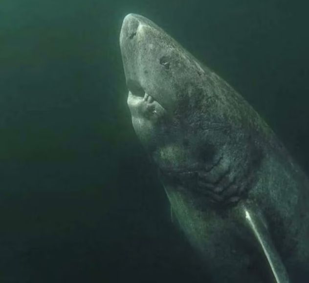 El tiburón de Groenlandia vive hasta 400 años según científicos. (WaterFrame/Alamy)
