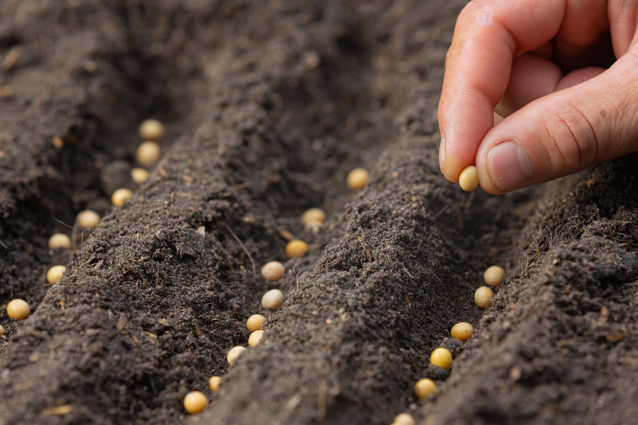 LEY DE SEMILLAS. Uno de los debates pendientes que ahora vuelve a la mesa de discusiones entre el agro y el Gobierno. (Freepik)