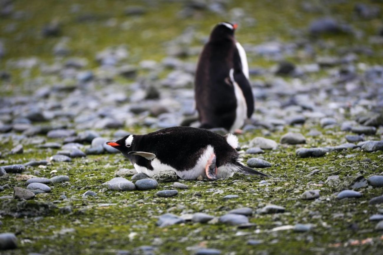 Sorprendente hallazgo: rescataron a un pingüino rey en las costas de Vicente López