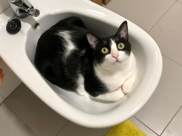 Por qué tu gato te sigue al baño: las razones detrás de este curioso comportamiento.