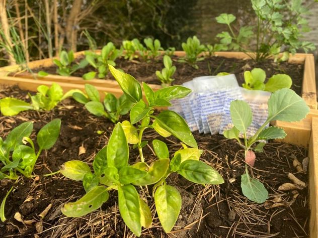 Entrega gratis de semillas para huerta en Córdoba para este otoño.