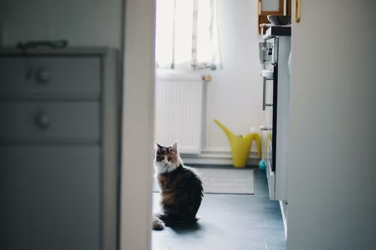 Por qué tu gato te sigue al baño: las razones detrás de este curioso comportamiento.