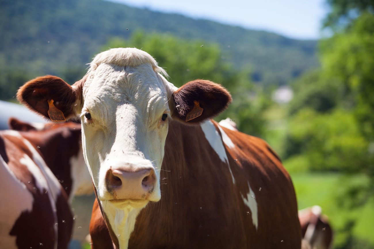 PRODUCCIÓN. En 20 años, la producción bovina por habitante cayó 25%. (Freepick)