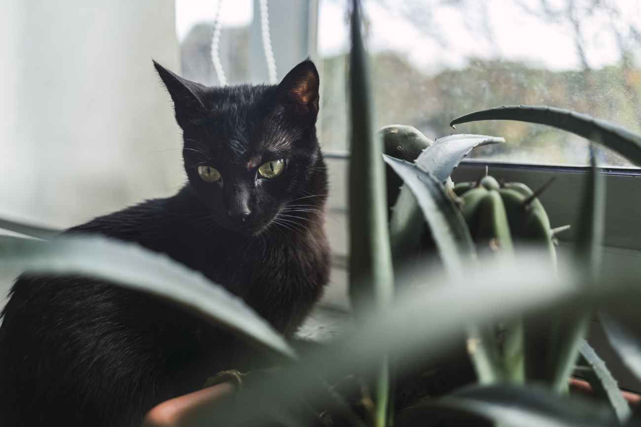 Supersticiones, mala suerte. 