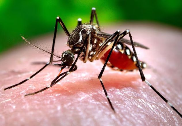 La cartera sanitaria confirmó que continuarán las actividades de vigilancia epidemiológica y el control vectorial en todo el territorio. 
