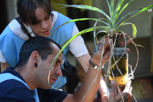 Dengue. Monitoreo de presencia de larvas de mosquito. 