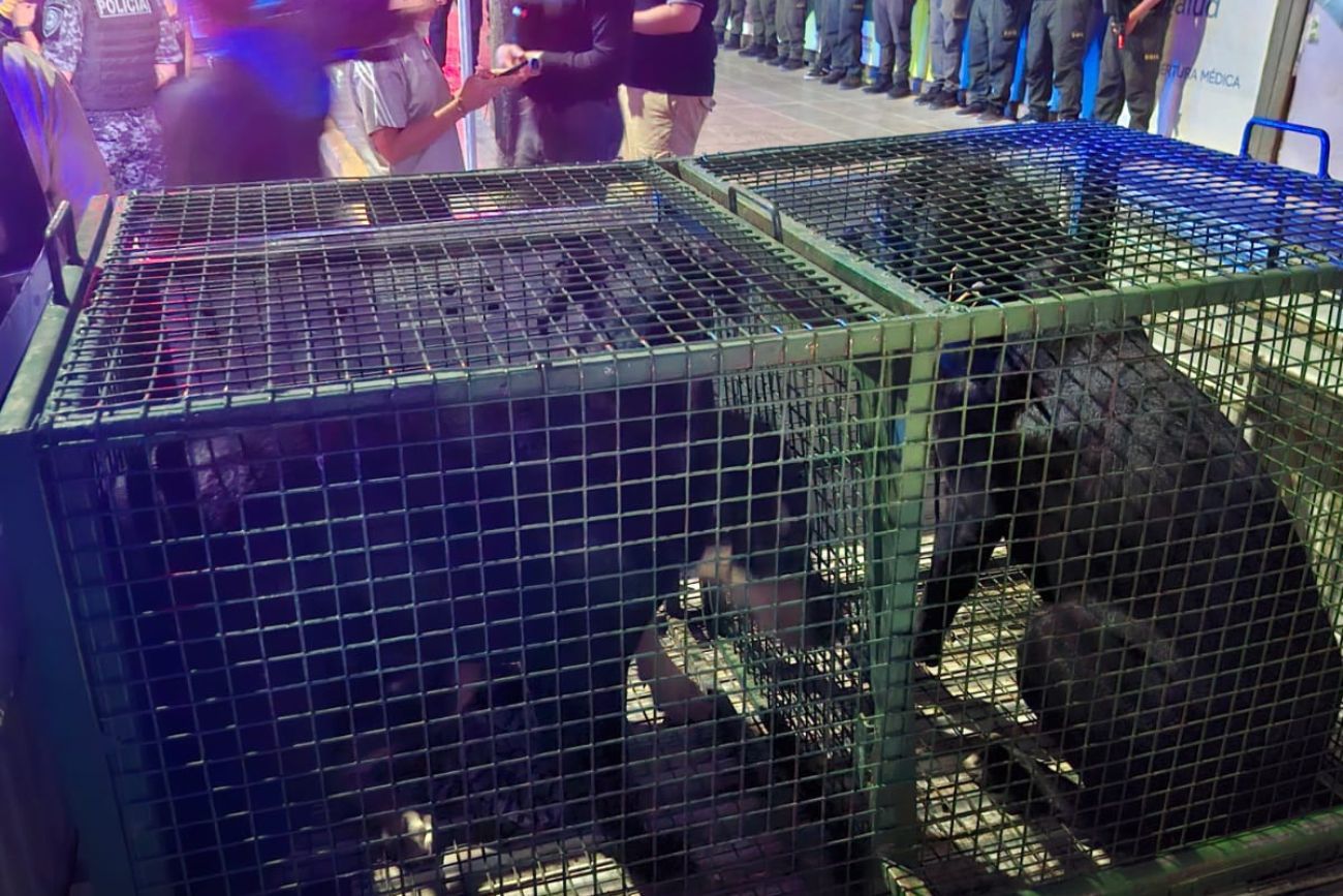 Córdoba. Realizan un operativo en el "Elefante Blanco" de bulevar San Juan.