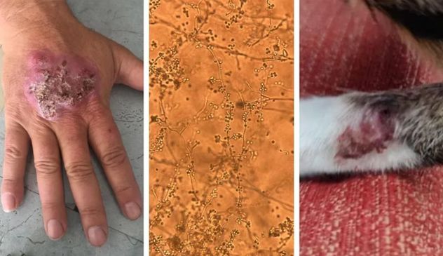 Hongo peligroso en gatos: qué es la esporotricosis y cómo prevenir el contagio.
