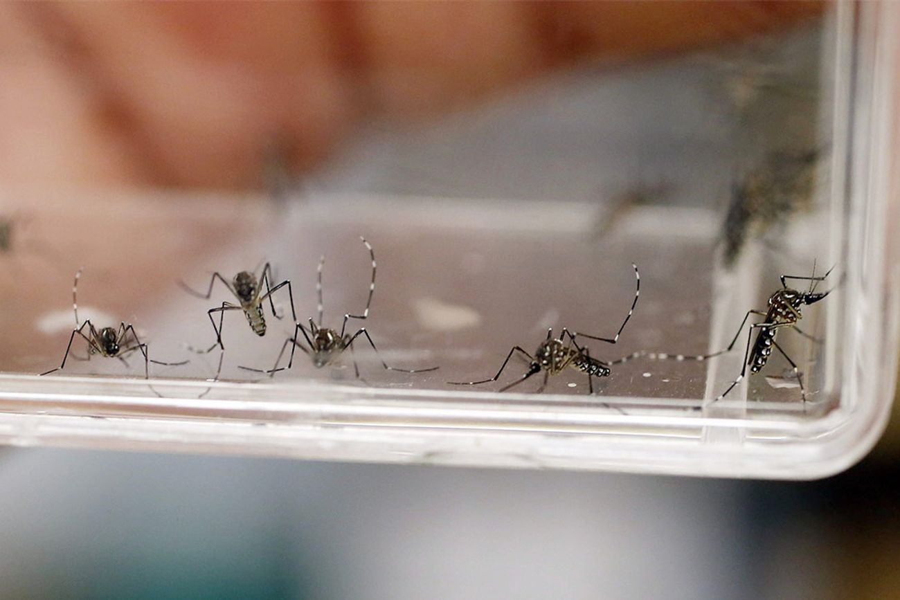 Córdoba: en la temporada 2025-2026 se detectaron 4 casos de dengue y 24 de chikungunya. 