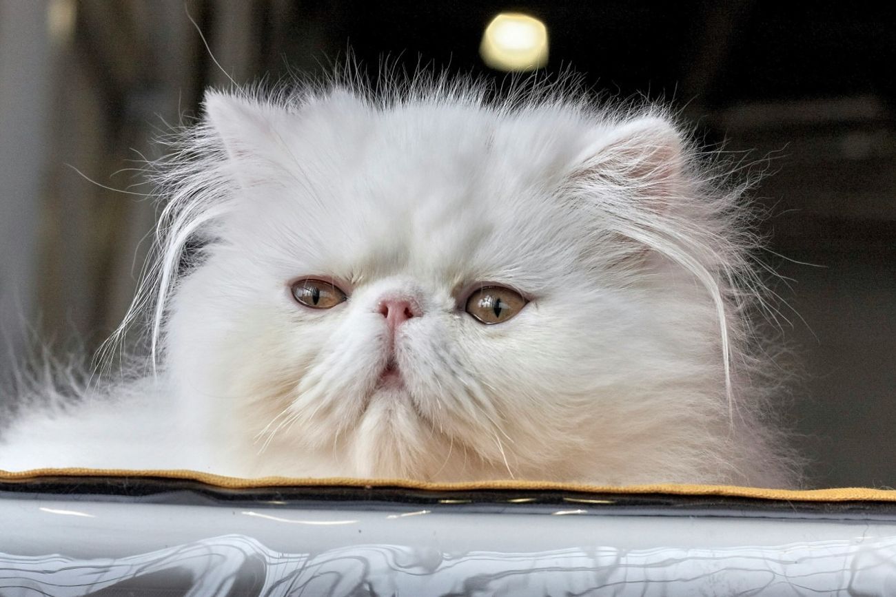 Hongo peligroso en gatos: qué es la esporotricosis y cómo prevenir el contagio.