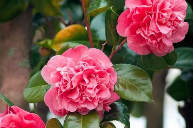 Flores para el otoño de Córdoba.