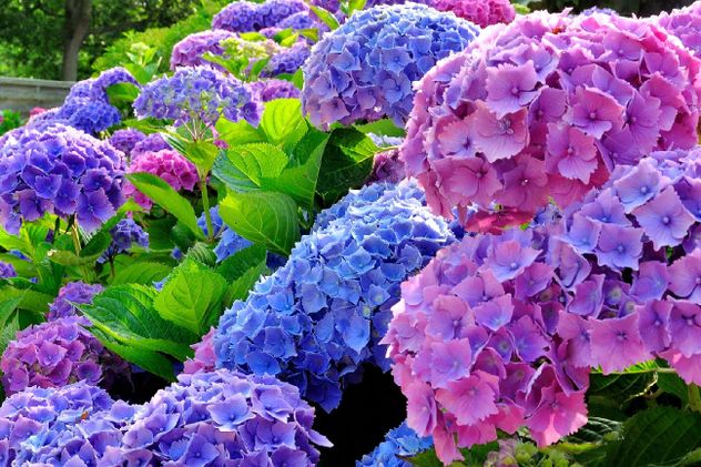 Flores para el otoño de Córdoba.