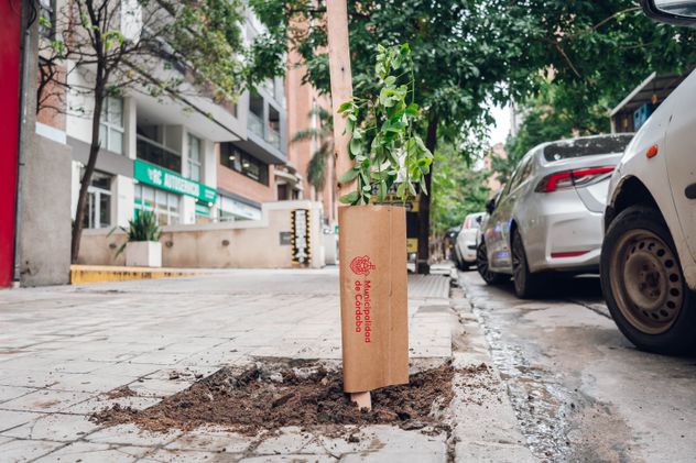 Plantación de árboles nativos en Córdoba en el marco del programa “Córdoba Respira Memoria”, una iniciativa municipal que busca homenajear a los desaparecidos de la última dictadura a 50 años del golpe cívico-militar. (Municipalidad de Córdoba)