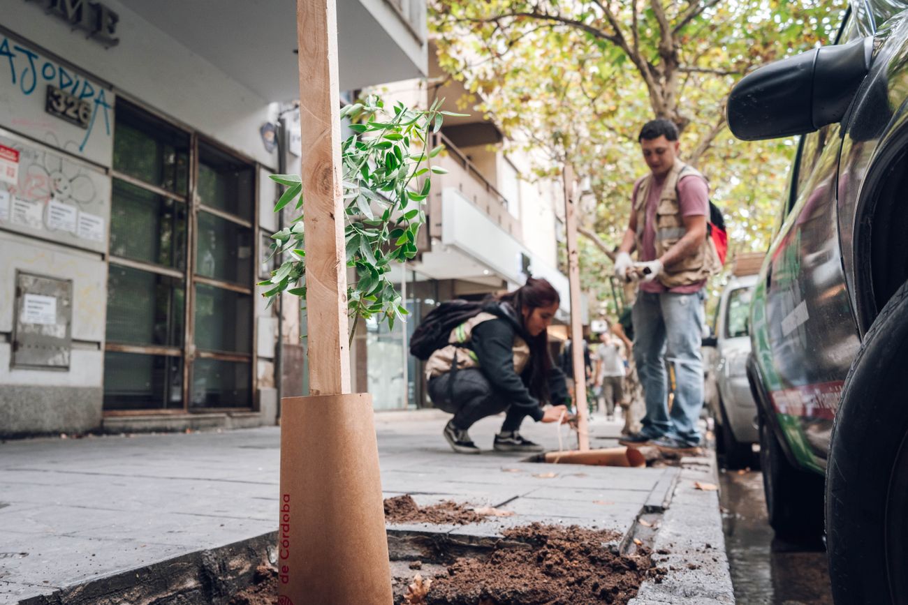 Plantación de árboles nativos en Córdoba en el marco del programa “Córdoba Respira Memoria”, una iniciativa municipal que busca homenajear a los desaparecidos de la última dictadura a 50 años del golpe cívico-militar. (Municipalidad de Córdoba)