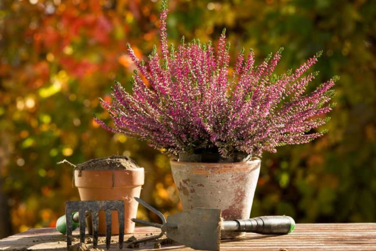 Flores para el otoño cordobés.