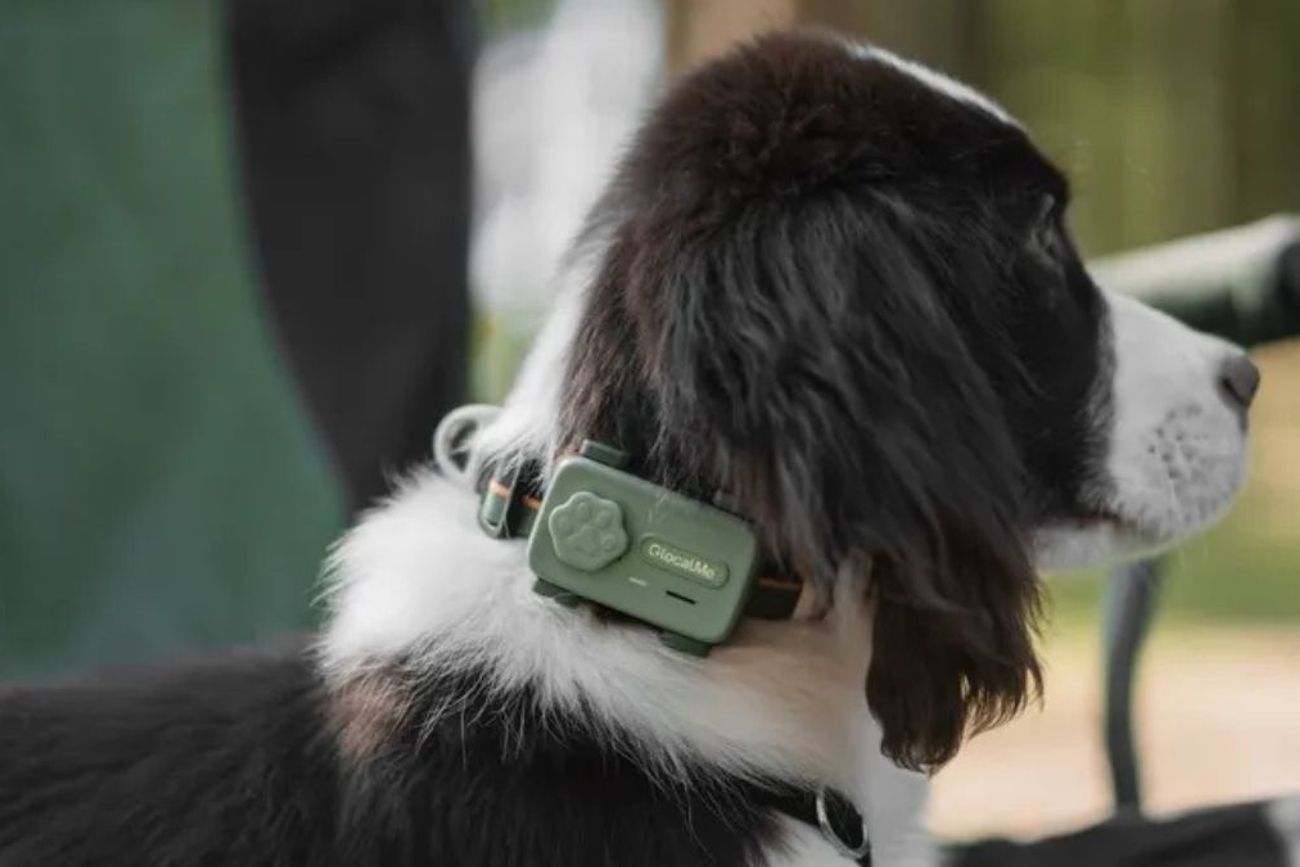 PetPhone: el innovador dispositivo que permite a las mascotas "hablar" con sus dueños.