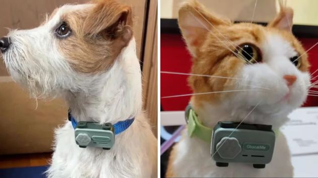 PetPhone: el innovador dispositivo que permite a las mascotas "hablar" con sus dueños.