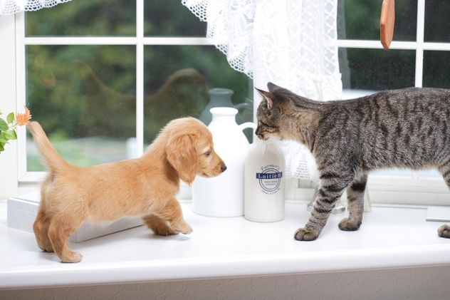 Cómo presentar una nueva mascota sin estresar a tu gato.