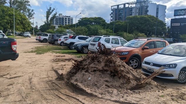 Árbol que se intentó extraer en la futura playa de estacionamiento y que provocó el corte de cables. 
