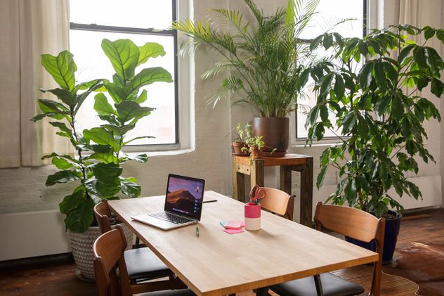 Crear un rincón de estudio con diferentes especies reduce los niveles de tensión y mejora la concentración. 
