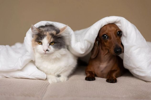 Cómo presentar una nueva mascota sin estresar a tu gato.
