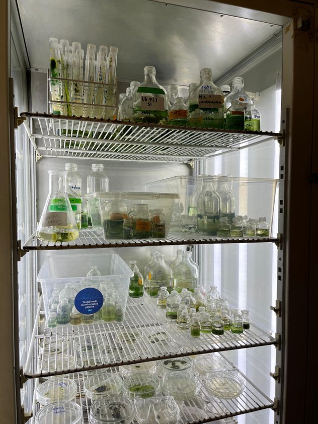 Muestras del Centro de Ecología y Recursos Naturales Renovables (Cernar).