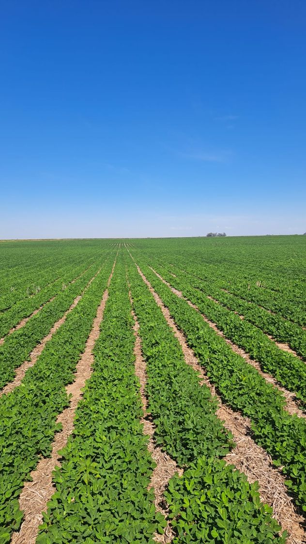 ESTADO. Luego del déficit hídrico durante enero, el cultivo de maní apura su desarrollo en el sur de la provincia. 