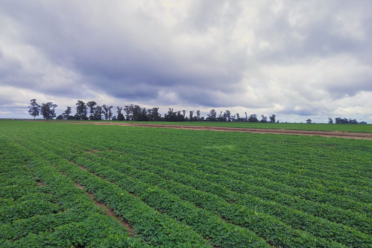 DEMORADOS. El desarrollo del cultivo de maní en Córdoba viene atrasado, debido al clima en el primer mes del año. 