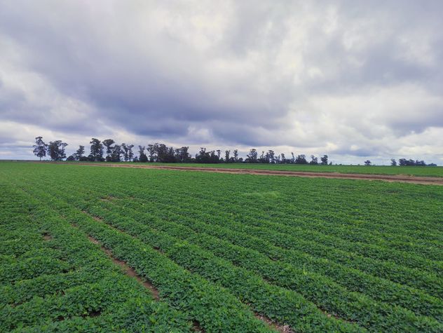 DEMORADOS. El desarrollo del cultivo de maní en Córdoba se demoró por el clima, lo que retrasó la cosecha.