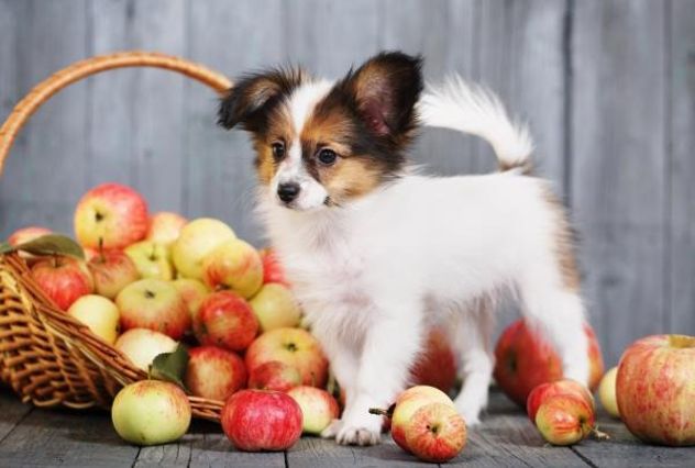 Cómo incluir puré de manzana en la dieta de tu perro sin riesgos.