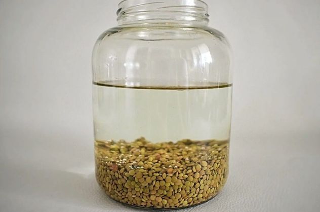 Cómo usar agua de lentejas para que tus plantas crezcan más fuertes.