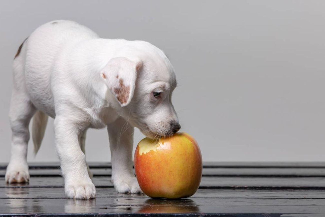Cómo incluir puré de manzana en la dieta de tu perro sin riesgos.