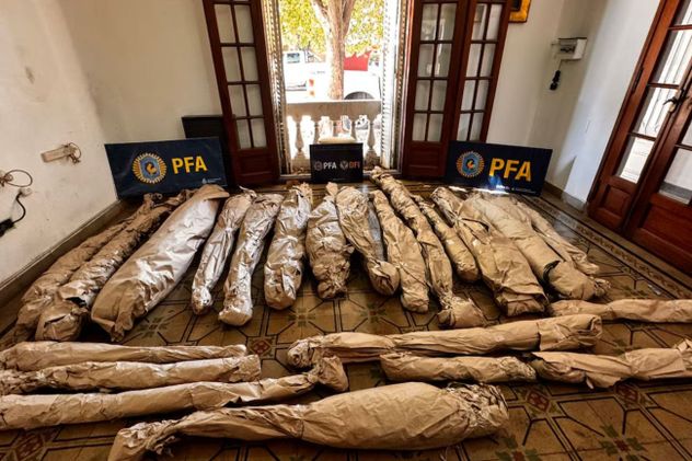 Las plantas de marihuana secuestradas. (Gentileza Infobae)